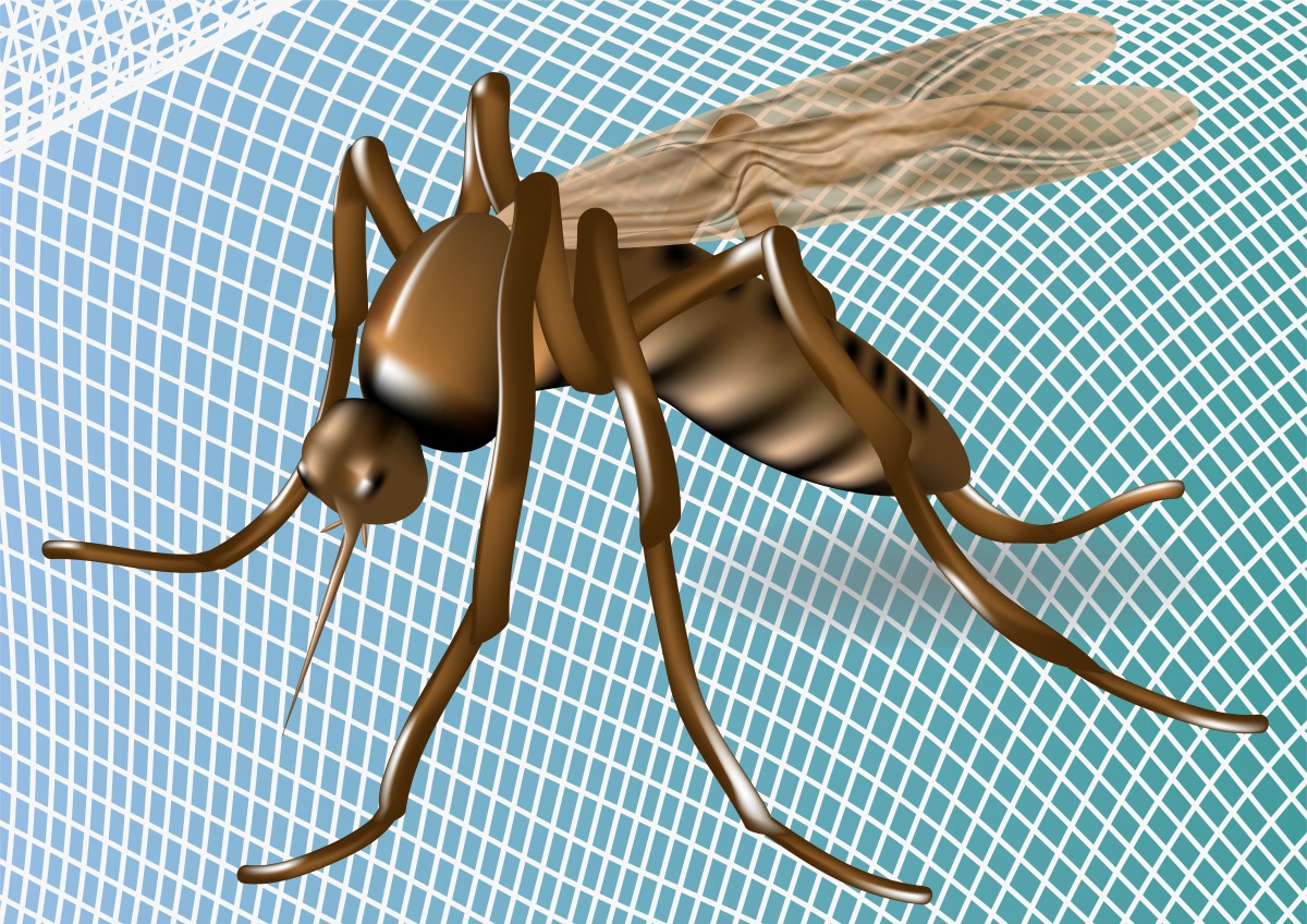 mosquito net and mosquito.jpg